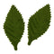7.5cm x 3.5cm Leaf with Cut Out